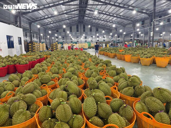 Cadimi: Lỗ hổng kỹ thuật hay hồi chuông cảnh báo với ngành sầu riêng? - Ảnh 6