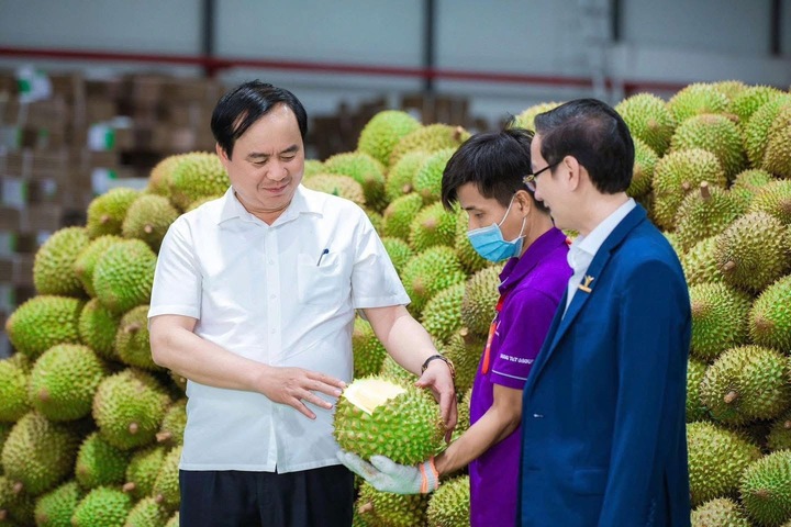 Sầu riêng rớt giá: Lối ra nào cho 'vua' trái cây? - Ảnh 4