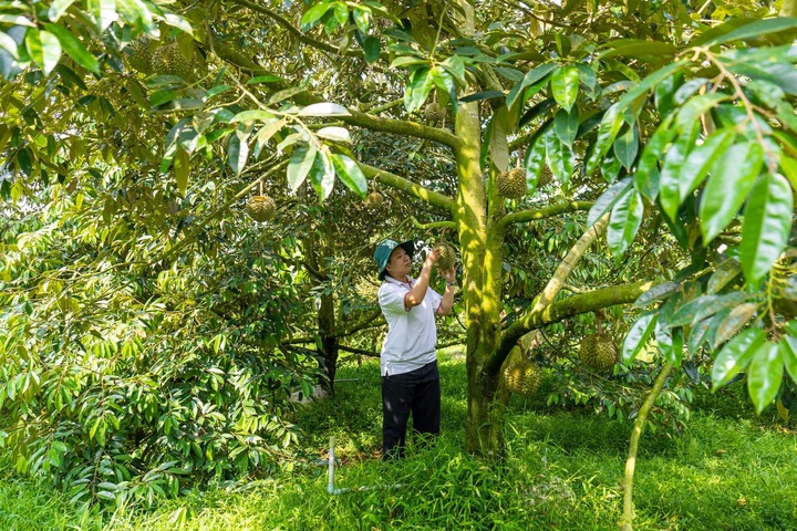 Sầu riêng rớt giá: Lối ra nào cho 'vua' trái cây? - Ảnh 5