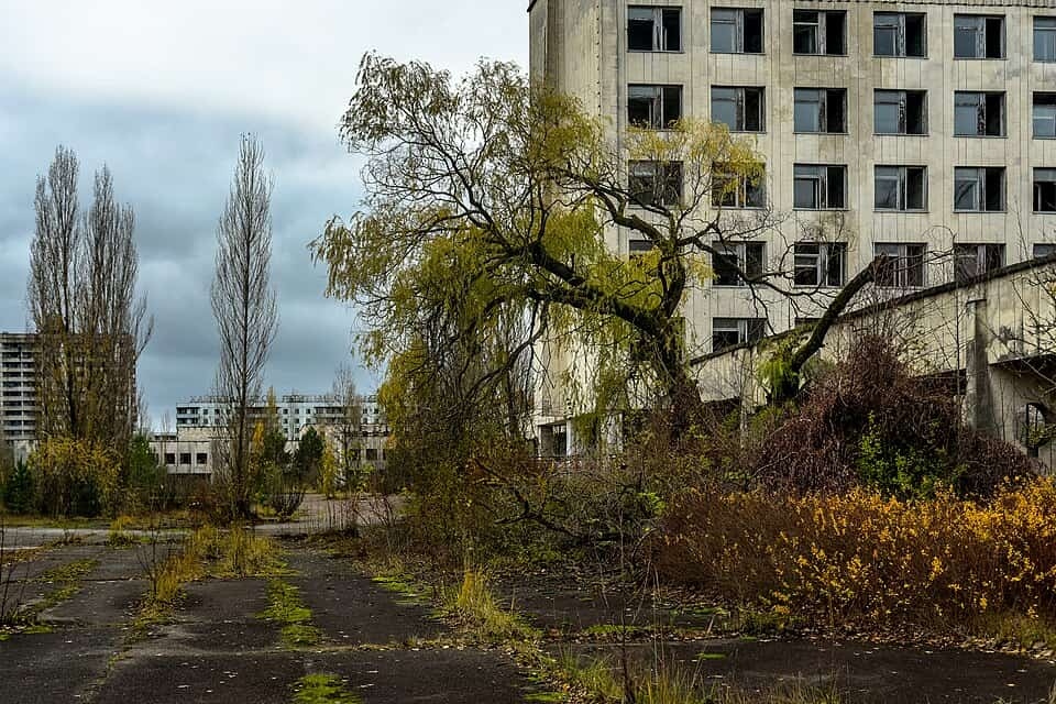 Bầy sói sống giữa vùng đất chết Chernobyl đang tiến hóa kỳ lạ, các nhà khoa học phát hiện điều đáng kinh ngạc - Ảnh 3