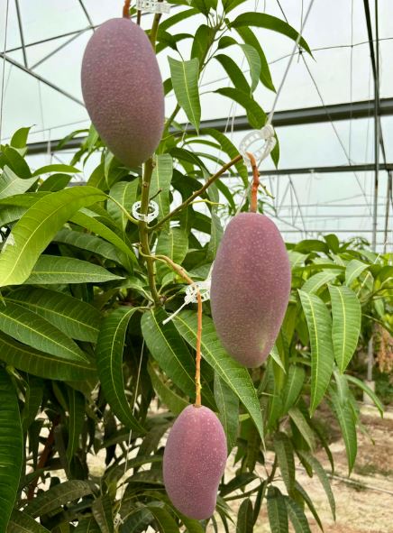 Quả "trứng mặt trời" đắt đỏ bậc nhất thế giới, 100 triệu đồng/cặp, ở Việt Nam có người trồng thành công - Ảnh 4
