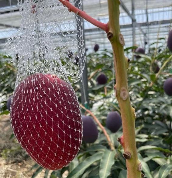 Quả "trứng mặt trời" đắt đỏ bậc nhất thế giới, 100 triệu đồng/cặp, ở Việt Nam có người trồng thành công - Ảnh 1