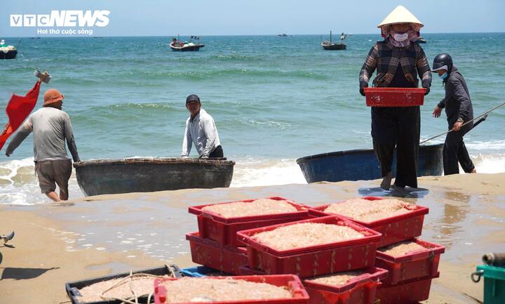 Ruốc xuất hiện dày đặc, ngư dân Đà Nẵng 'bỏ túi' bạc triệu sau vài giờ vươn khơi - Ảnh 3