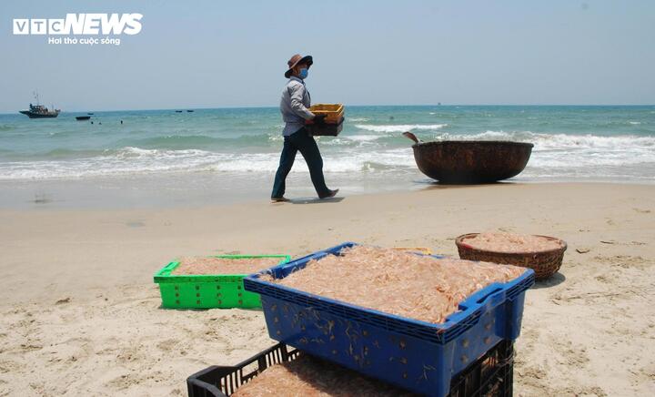 Ruốc xuất hiện dày đặc, ngư dân Đà Nẵng 'bỏ túi' bạc triệu sau vài giờ vươn khơi - Ảnh 5