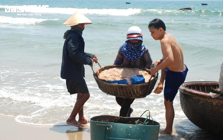 Ruốc xuất hiện dày đặc, ngư dân Đà Nẵng 'bỏ túi' bạc triệu sau vài giờ vươn khơi - Ảnh 8