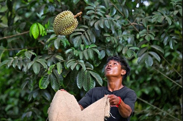 Trái sầu riêng được trả giá gần 1 tỷ đồng có gì đặc biệt: Có nơi tốn hơn 50 triệu đồng chỉ để tưới nước - Ảnh 2