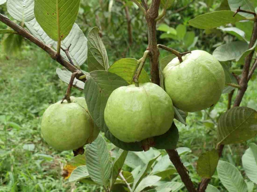Không cần săn cherry Mỹ hay nho Hàn đắt đỏ, thứ quả đầy vườn ở Việt Nam đang được tiểu thương gom hàng vì quá hút khách mùa hè - Ảnh 2