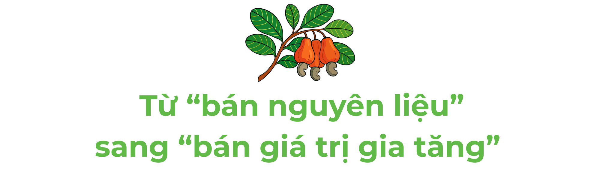 Campuchia, châu Phi đua nhau đưa vào Việt Nam một 'báu vật' - Là trợ lực giúp nước ta xuất khẩu bỏ xa thế giới - Ảnh 3