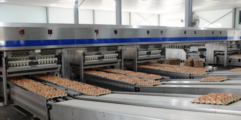“Cỗ máy” sản xuất 1 triệu quả trứng/ngày của tỷ phú Trần Đình Long: Nuôi 1,2 triệu con gà, vận hành bằng robot châu Âu - Ảnh 1