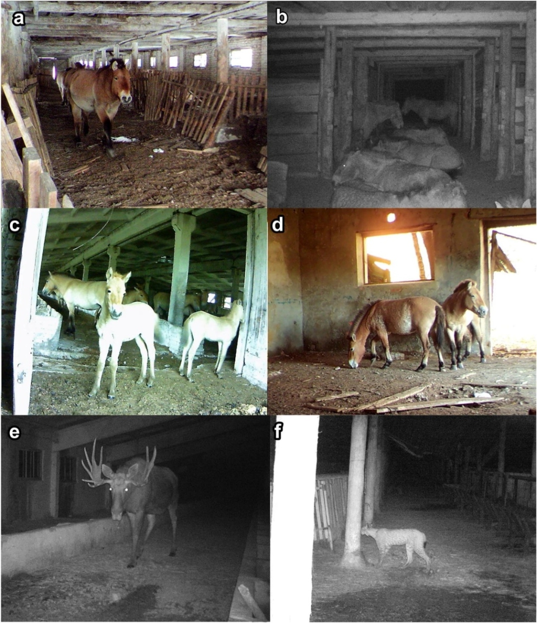 Sói đột biến gen, ngựa tuyệt chủng hồi sinh, loài chó trải qua 20 thế hệ vẫn sống: Chernobyl đang làm điều không ai dám nghĩ đến sau 40 năm - Ảnh 3