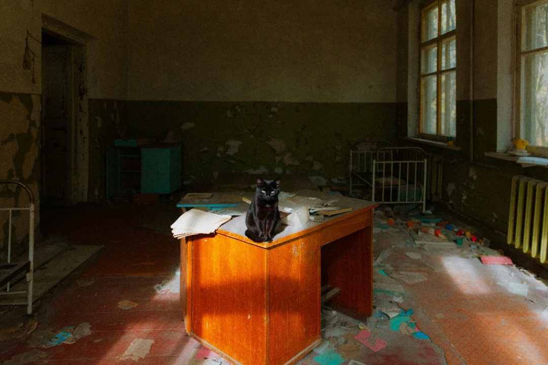 Sói đột biến gen, ngựa tuyệt chủng hồi sinh, loài chó trải qua 20 thế hệ vẫn sống: Chernobyl đang làm điều không ai dám nghĩ đến sau 40 năm - Ảnh 1