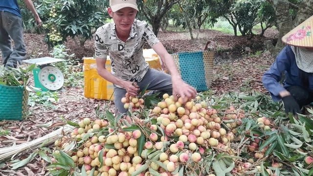 Tin buồn với loại quả “phi tử tiếu” được hàng triệu người VN và TQ say mê, có loại giá gần 600.000 đồng/kg - Ảnh 2
