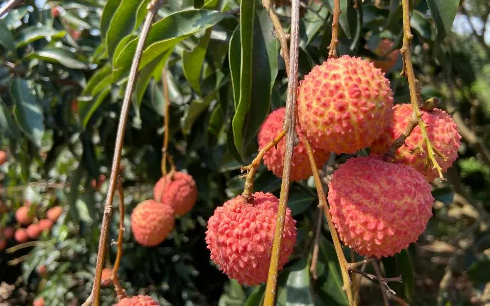 Sản lượng giảm mạnh, vải đầu vụ giá từ 50.000 - 70.000 đồng/kg - Ảnh 1