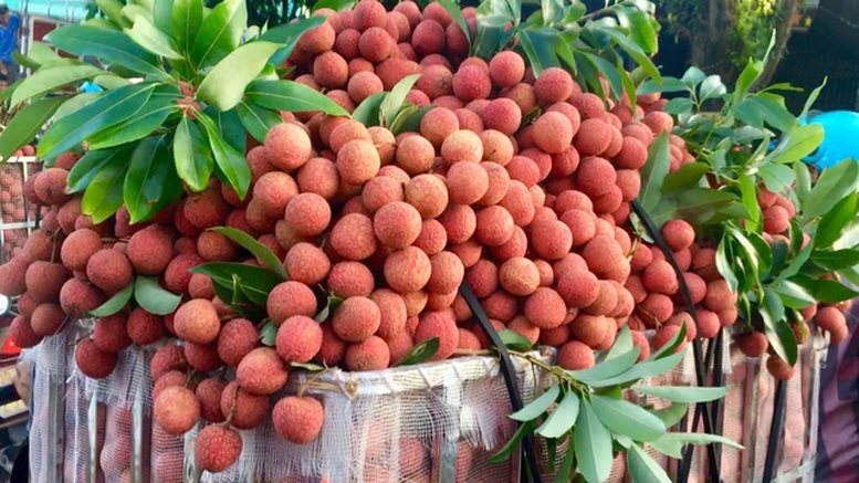 Tin buồn với loại quả “phi tử tiếu” được hàng triệu người VN và TQ say mê, có loại giá gần 600.000 đồng/kg - Ảnh 3