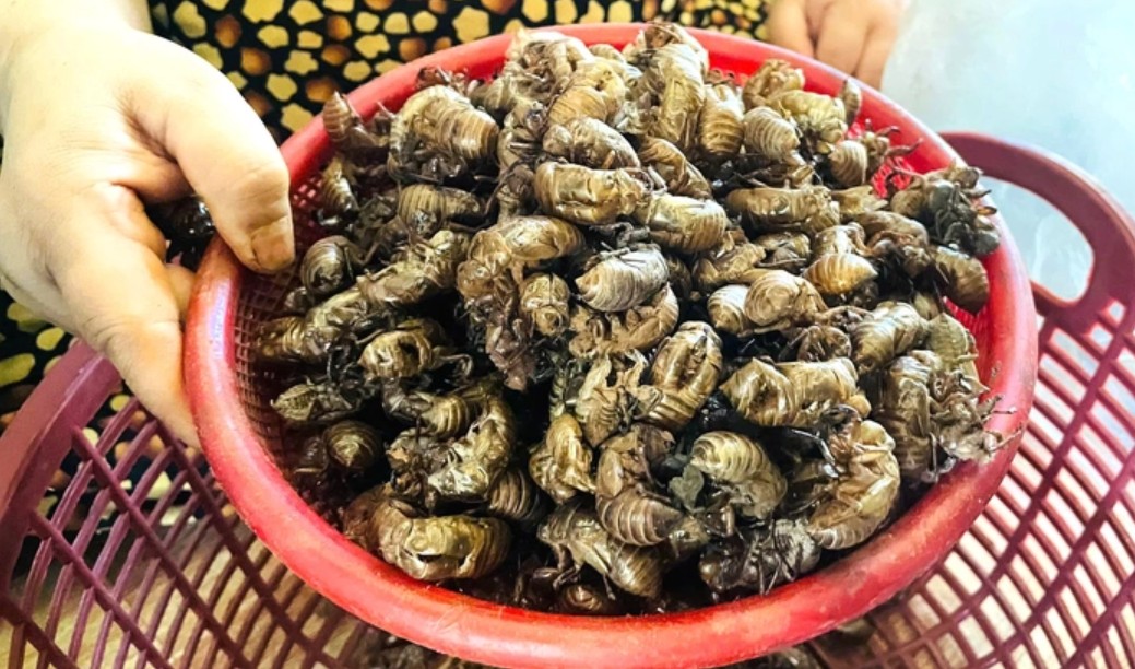 Thương lái bất ngờ thu mua 1 loại xác động vật giá 2 triệu đồng/kg, người dân đổ xô vào rừng tìm - Ảnh 1