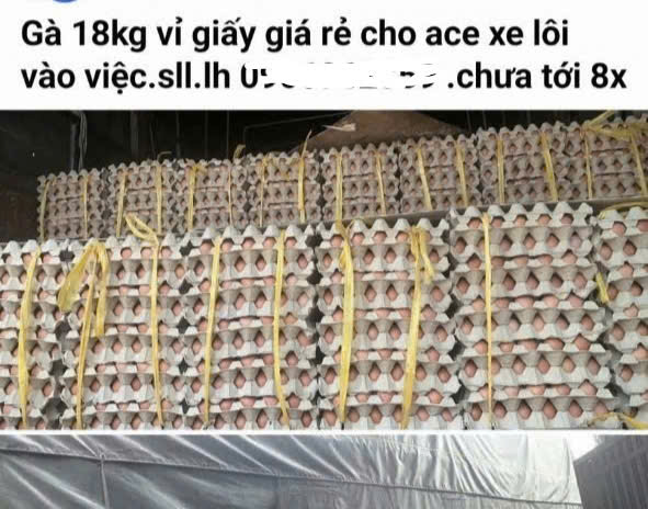 Trứng gà cận date tràn ngập thị trường, chủ trang trại lỗ tiền tỉ - Ảnh 1