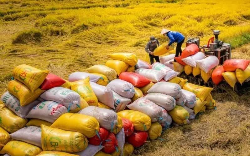Xuất khẩu 70.000 tấn gạo Việt xanh phát thải thấp - Ảnh 1