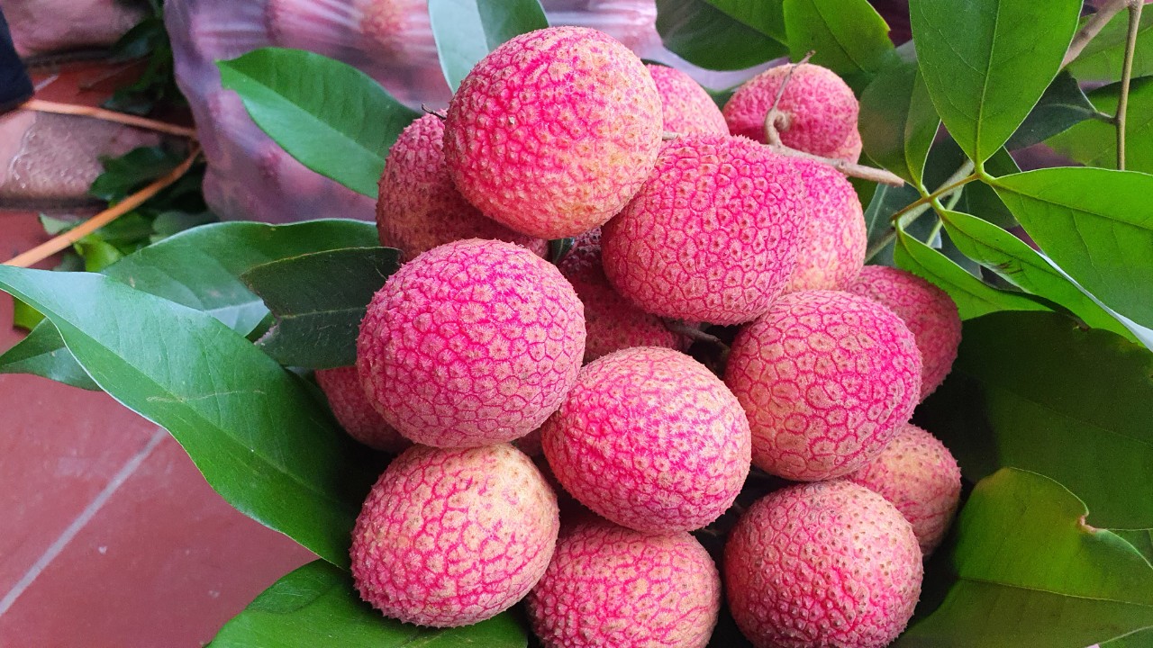 Loại vải to như quả trứng gà, giá 400.000 đồng/kg vẫn không có để ăn tại Thanh Hà - Ảnh 1