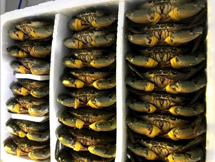Cua biển Cà Mau tăng hơn 100.000 đồng/kg dịp lễ 30-4 và 1-5 - Ảnh 1