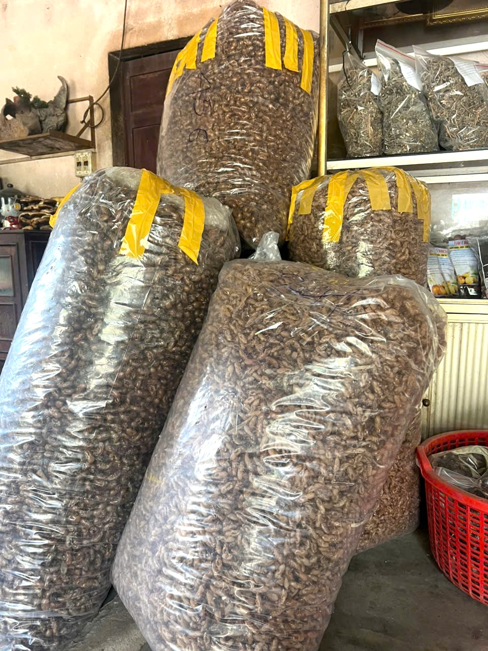 Người dân Gia Lai đổ xô tìm xác ve sầu bán giá cao - Ảnh 2
