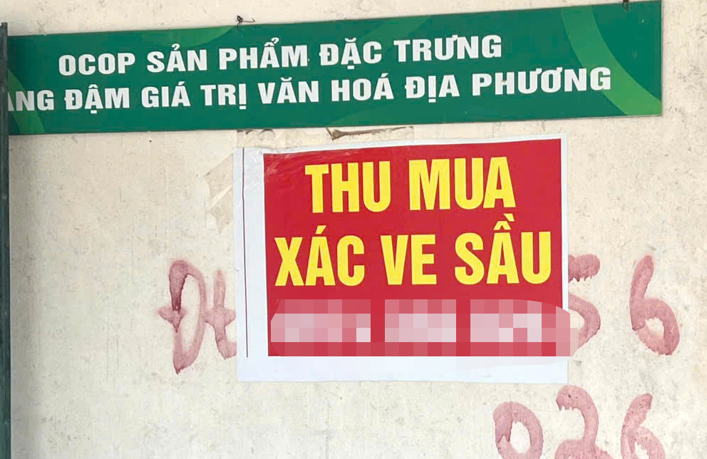 Người dân Gia Lai đổ xô tìm xác ve sầu bán giá cao - Ảnh 3