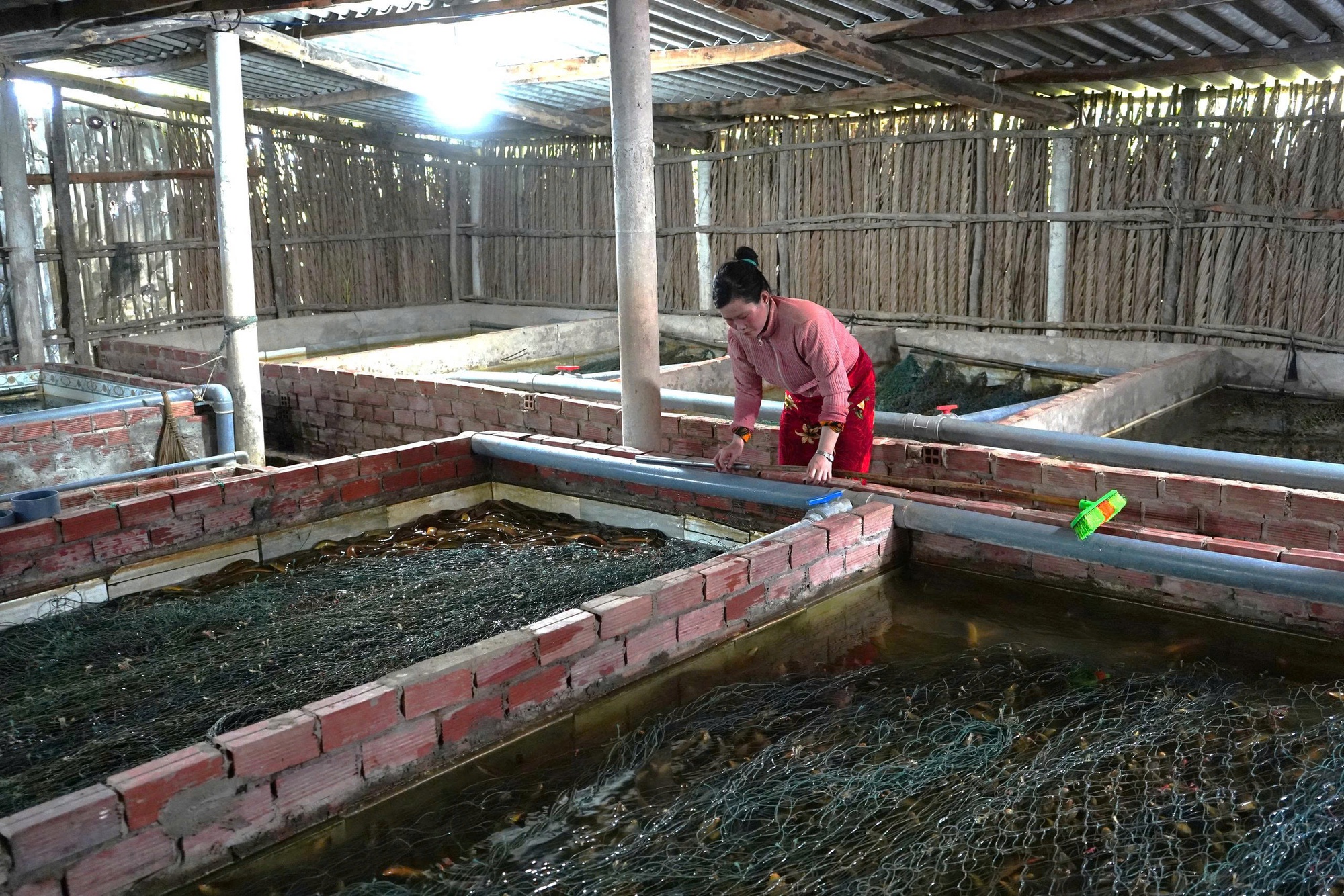 Giải pháp nào cho hàng ngàn tấn lươn ở miền Tây thoát cảnh bí đầu ra? - Ảnh 1
