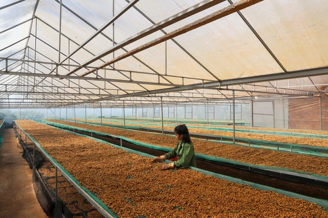 Thúc đẩy tăng trưởng xuất khẩu nông lâm sản như thế nào? - Ảnh 1