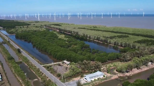 Cà Mau phục hồi 1.500 ha rừng ngập mặn làm 'lá chắn' chống biến đổi khí hậu - Ảnh 1