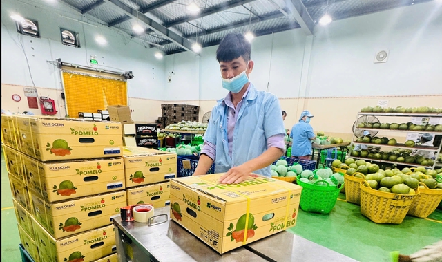 Lợi thế đặc biệt của bưởi Việt Nam xuất khẩu Trung Quốc - Ảnh 2