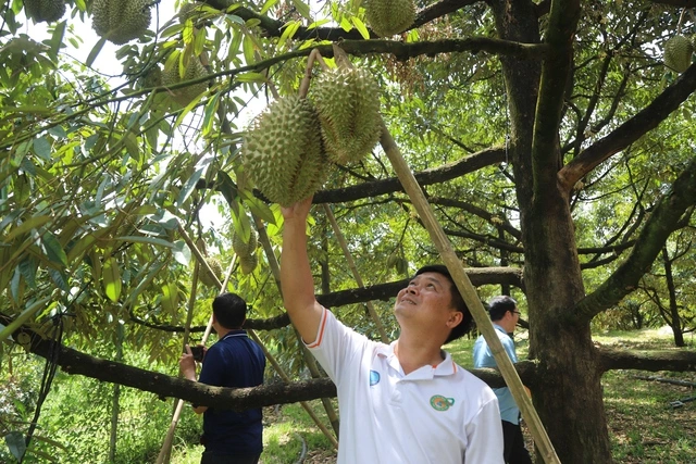 Thiếu phòng kiểm nghiệm, xuất khẩu sầu riêng lại đối mặt nguy cơ ách tắc - Ảnh 1