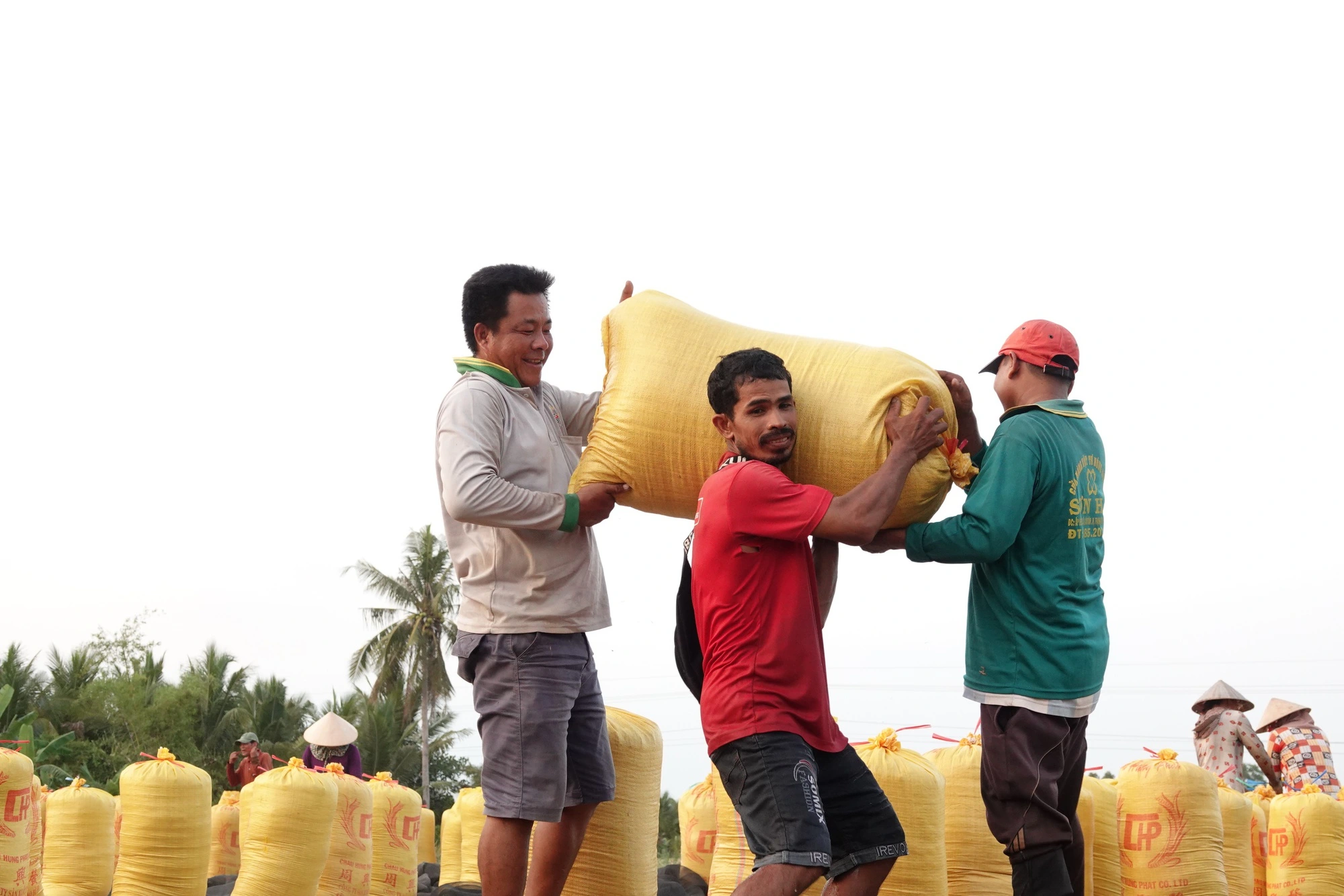 'Cởi trói' xuất khẩu gạo cần lộ trình? - Ảnh 1