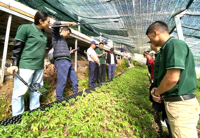200 tỉ đồng đầu tư phát triển vùng trồng sâm Ngọc Linh - Ảnh 2