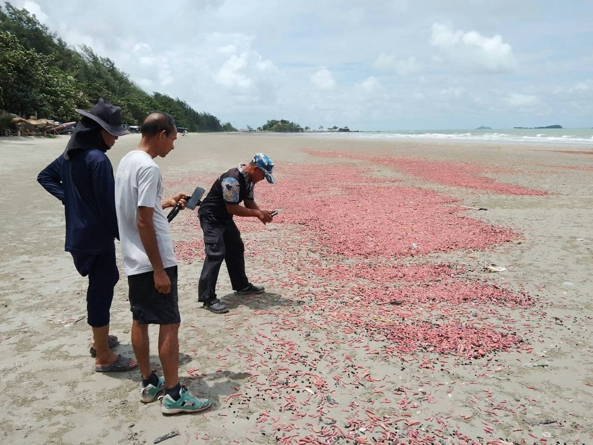 Hàng nghìn sinh vật giống như "xúc xích hồng" xuất hiện trên bãi biển, giới chức ra lệnh cấm chạm vào - Ảnh 1