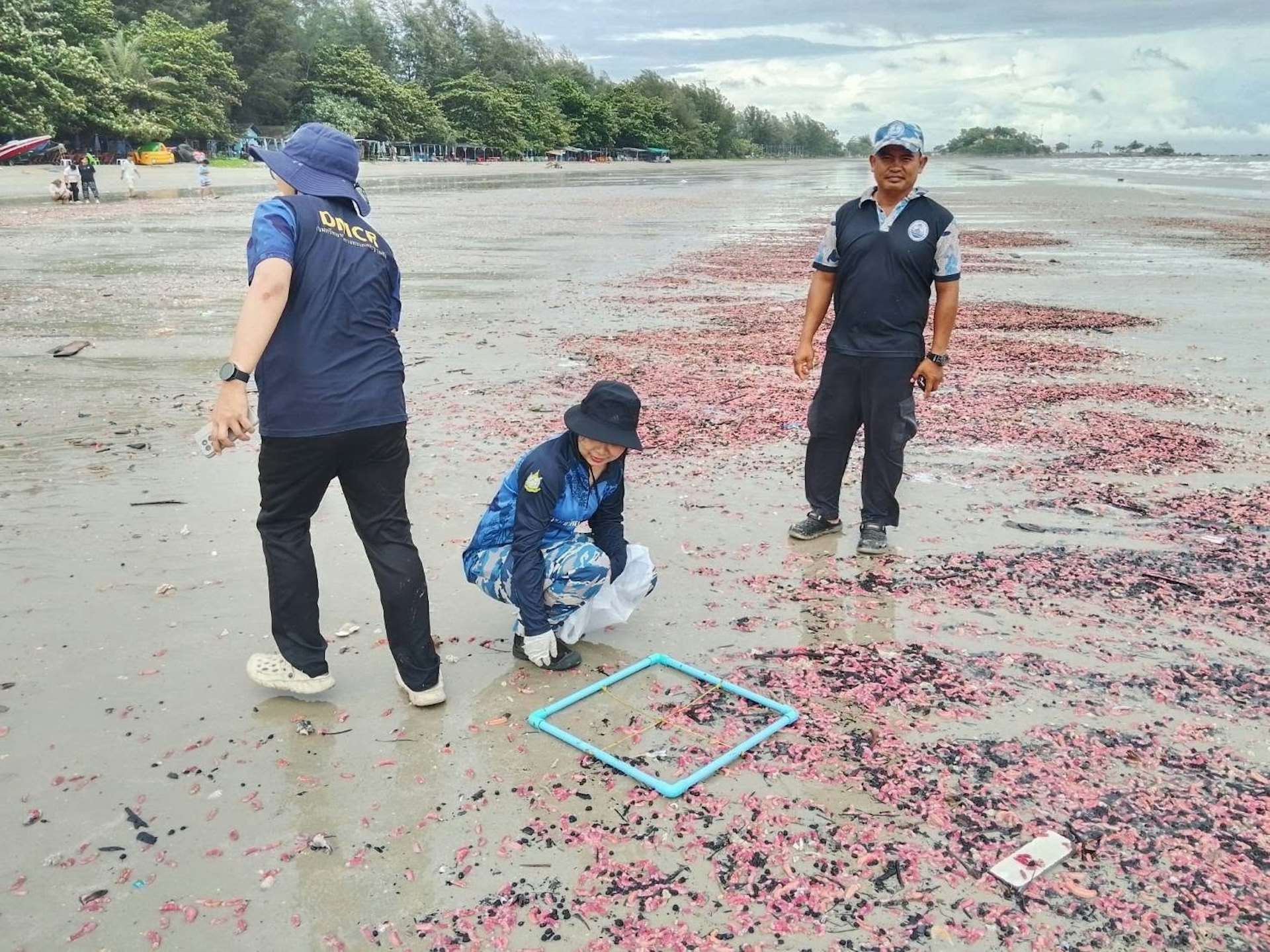 Hàng nghìn sinh vật giống như "xúc xích hồng" xuất hiện trên bãi biển, giới chức ra lệnh cấm chạm vào - Ảnh 2