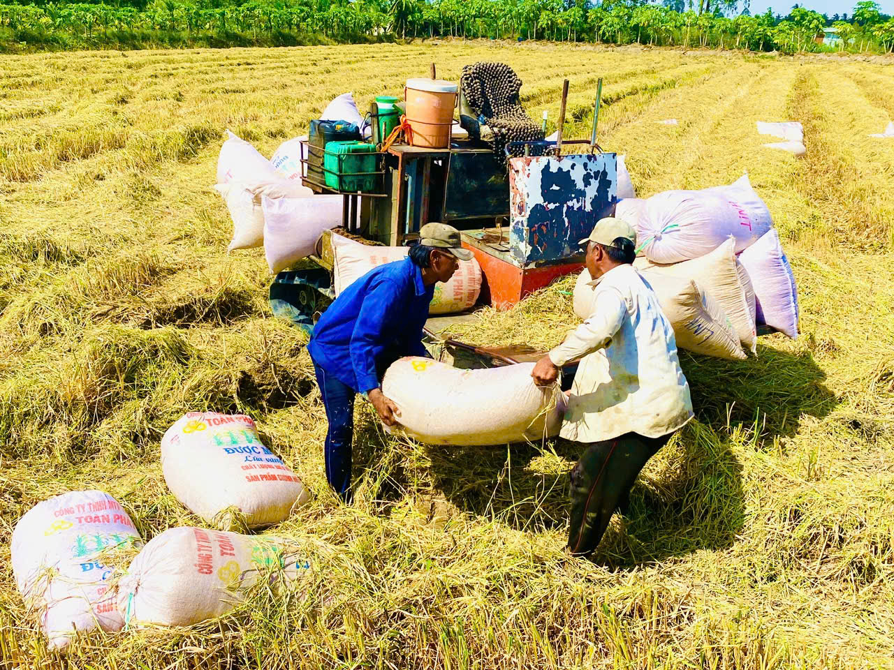 Thời cơ nâng giá trị gạo Việt - Ảnh 1