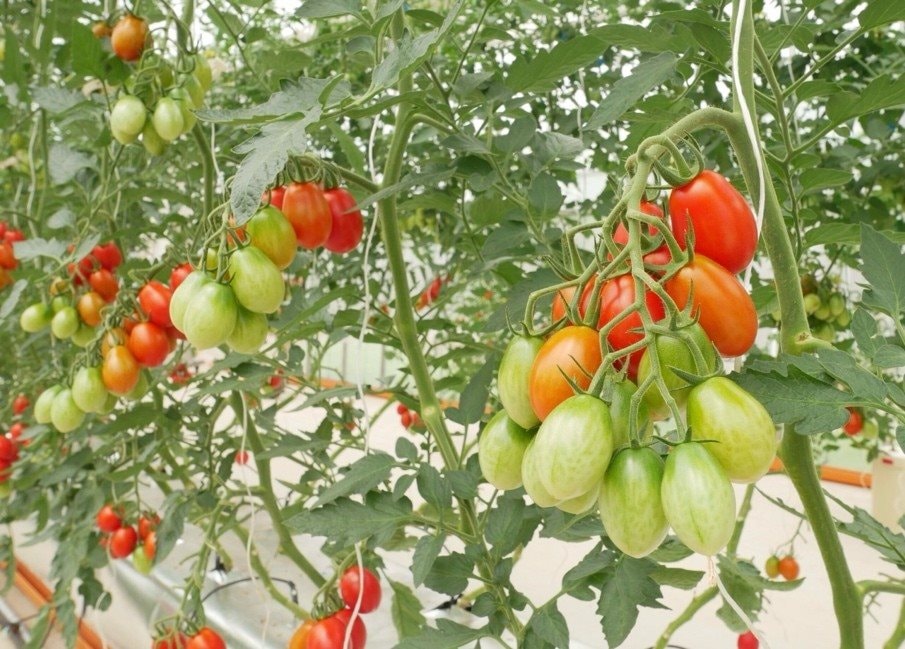 Nghị viện Châu Âu chính thức thông qua Quy định về cây trồng được tạo ra bằng các Kỹ thuật Di truyền Mới - Ảnh 1