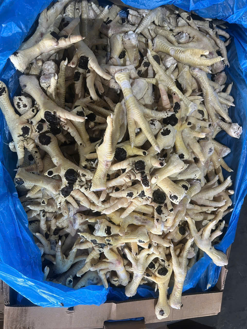Khởi tố nữ chủ doanh nghiệp buôn lậu hàng chục ngàn tấn chân gà đông lạnh - Ảnh 2
