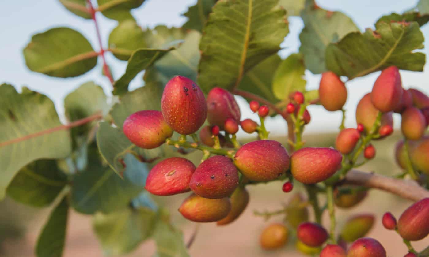 Đắt hơn sầu riêng, Việt Nam vừa thu hàng trăm triệu USD từ loại quả không thể tự trồng, giá lập đỉnh 8 năm vì xung đột Iran - Ảnh 2