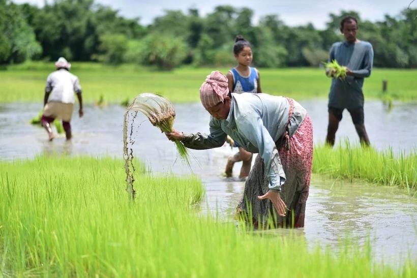 Việt Nam đã triển khai nhiều năm, Indonesia nay mới thử nghiệm cách trồng lúa cho kết quả bất ngờ - Ảnh 2
