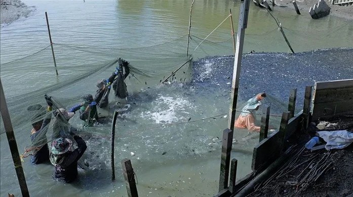 Thái Lan: Hàng loạt ao tôm "biến mất" chỉ sau 1 đêm, mặt nước đen đặc loài vật này khiến người dân bất lực cầu cứu - Ảnh 3