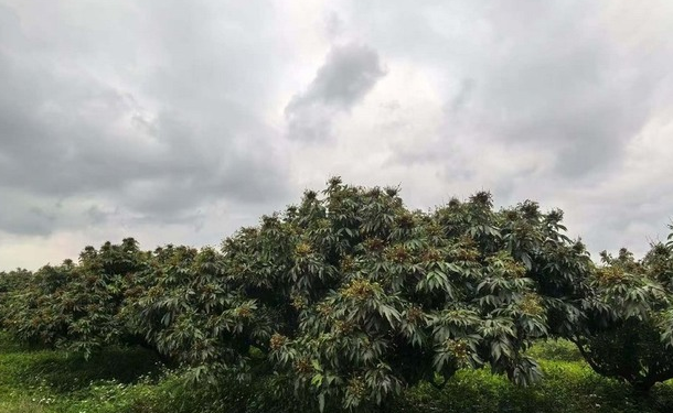 Trung Quốc lo mất trắng loại quả Việt Nam đang vào mùa: Sản lượng giảm đến 80%, giá cao chót vót - Ảnh 1