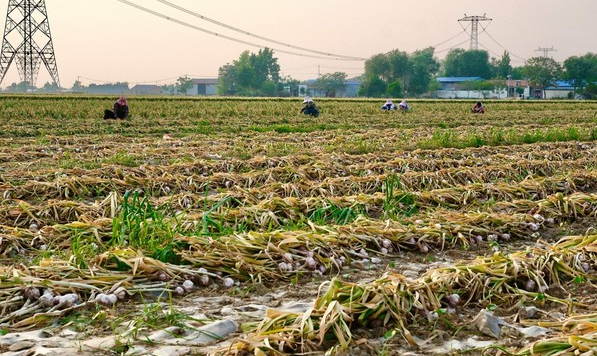 Sau gạo, Indonesia tuyên bố sẽ tự túc một loại nông sản trong vòng 4 năm: Đang phụ thuộc 90% vào Trung Quốc, Việt Nam trồng rất nhiều - Ảnh 1