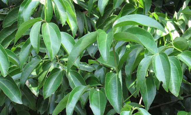 Một loại cây thân gỗ Việt Nam trồng rất nhiều nhưng thế giới lại quý hiếm: Vừa mang về hơn 89 triệu USD, giá hơn 2.500 USD/tấn - Ảnh 1