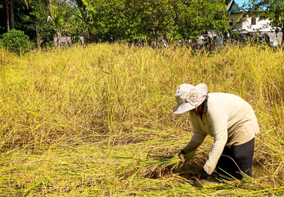Campuchia quyết tâm làm giàu với loại nông sản Việt Nam đang trồng rất nhiều: Tự tin sẽ xuất khẩu được 1 triệu tấn, vừa thu về hơn 300 triệu USD - Ảnh 1