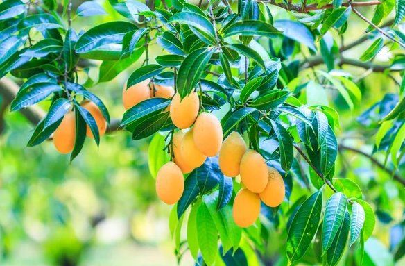 Ấn Độ bất ngờ gặp rắc rối với loại quả Việt Nam đang trồng rất nhiều: Sản lượng giảm đến 40%, giá cũng giảm một nửa - Ảnh 1