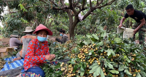 Một sản vật của Việt Nam vừa đón tin vui từ Mỹ: Thu về hơn 100 triệu USD, cả thế giới nuôi nhưng chỉ nước ta tạo ra ngành công nghiệp - Ảnh 2