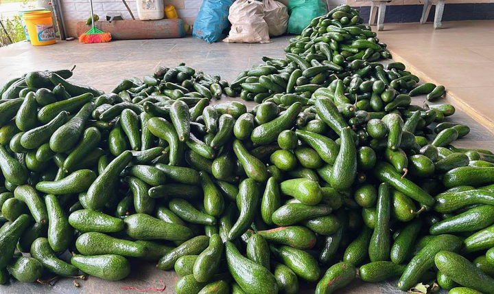 Bơ đặc sản từng ‘gây sốt’ nay rớt giá thê thảm - Ảnh 1