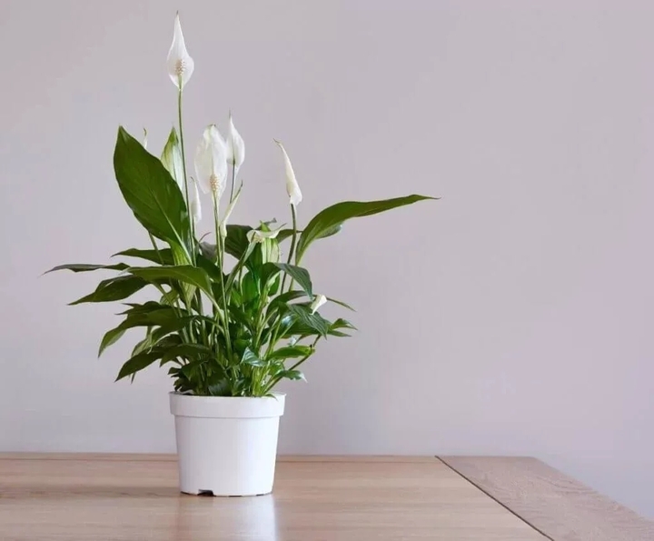 7 loại cây hút ẩm tốt thích hợp đặt trong phòng tắm - Ảnh 1