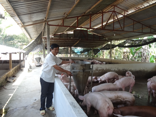 Người nuôi heo lãi lớn - Ảnh 1