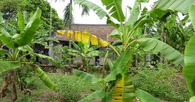 Vì sao người xưa thường trồng cây chuối sau nhà? - Ảnh 2
